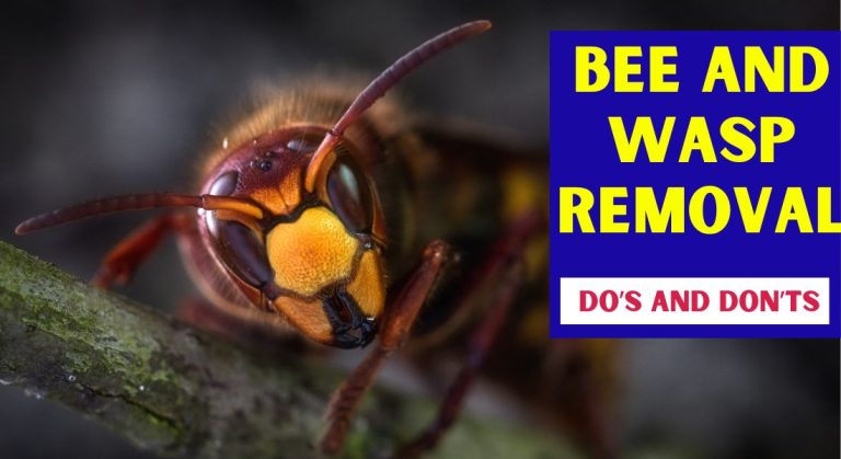 Bee And Wasp Removal Do’s And Don’ts