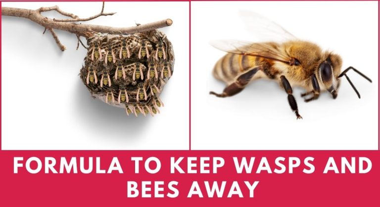 Formula to Keep Wasps and Bees Away